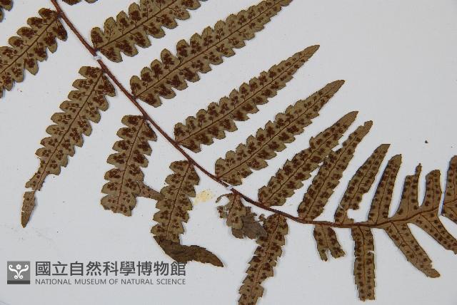 台灣黑桫欏藏品圖，第3張