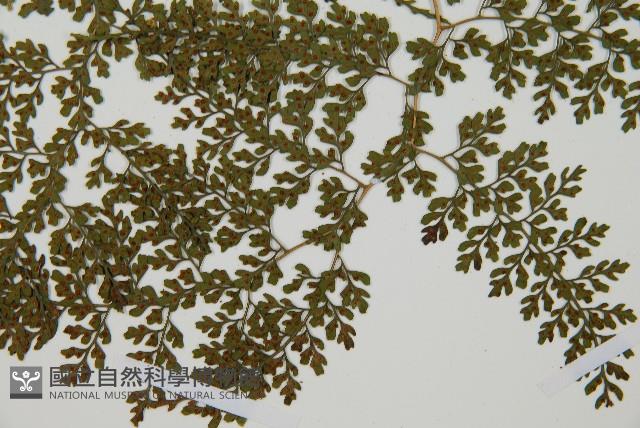 彎柄假複葉耳蕨藏品圖，第3張