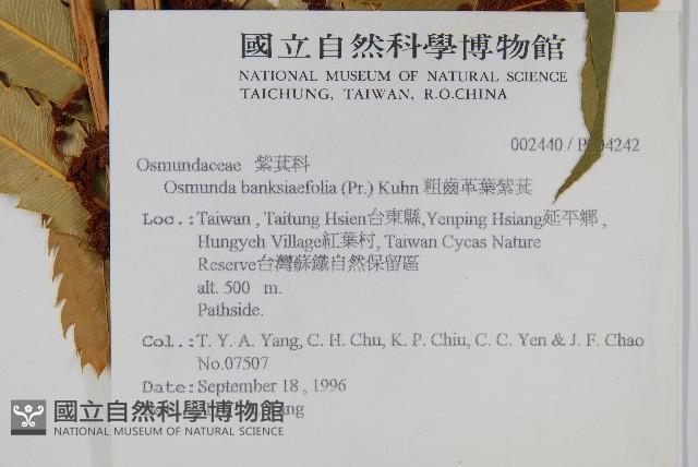 粗齒革葉紫萁藏品圖，第2張