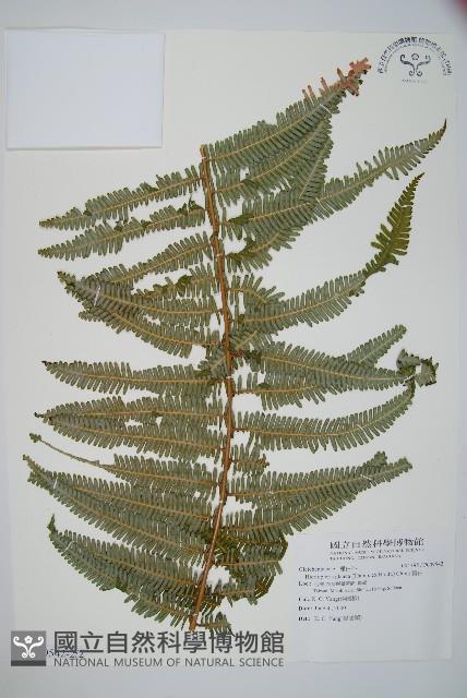 裏白藏品圖，第3張