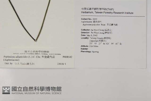 革葉鐵角蕨藏品圖，第2張