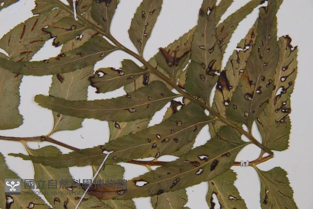 萊氏鐵角蕨藏品圖，第3張