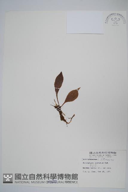 車前蕨藏品圖，第3張