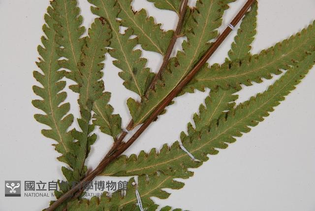 邊緣鱗蓋蕨藏品圖，第3張