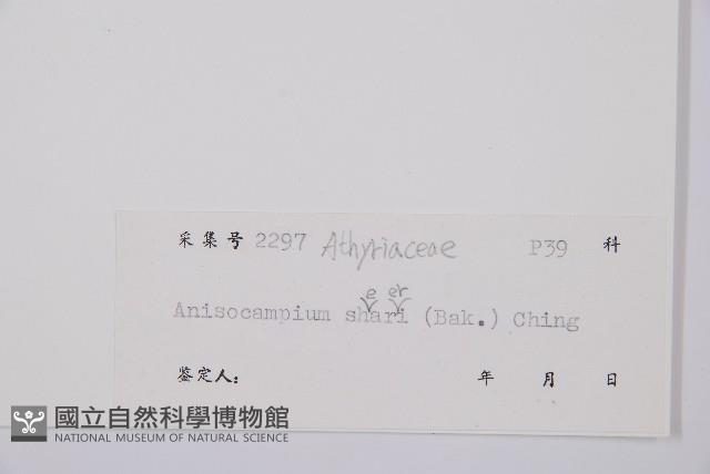 華東安蕨藏品圖，第3張