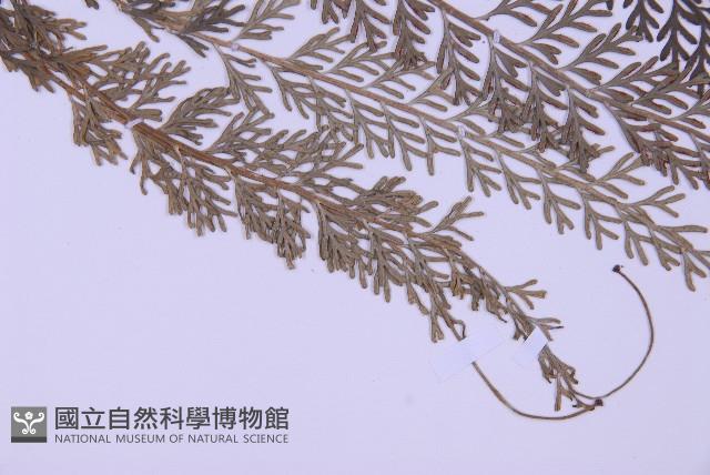 長生鐵角蕨藏品圖，第3張
