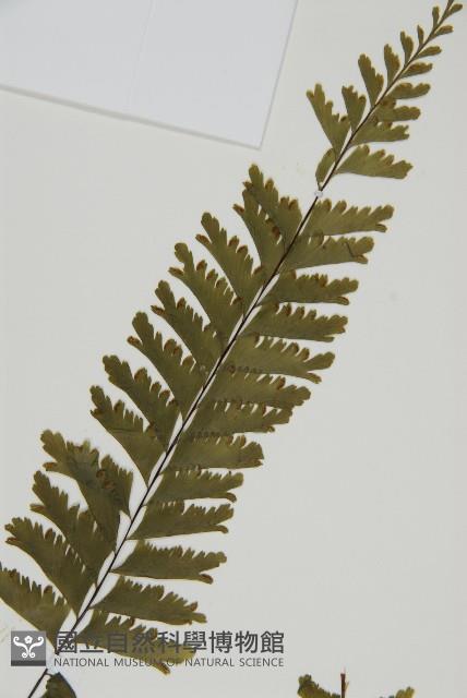 薄葉孔雀鐵角蕨、邊孢鐵角蕨藏品圖，第3張