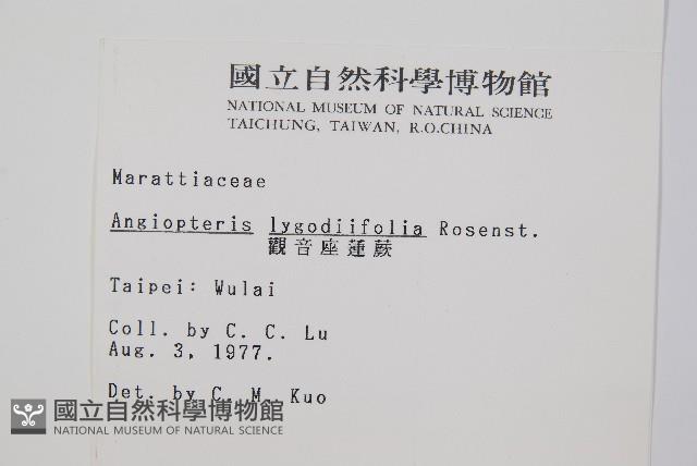 觀音座蓮藏品圖，第2張