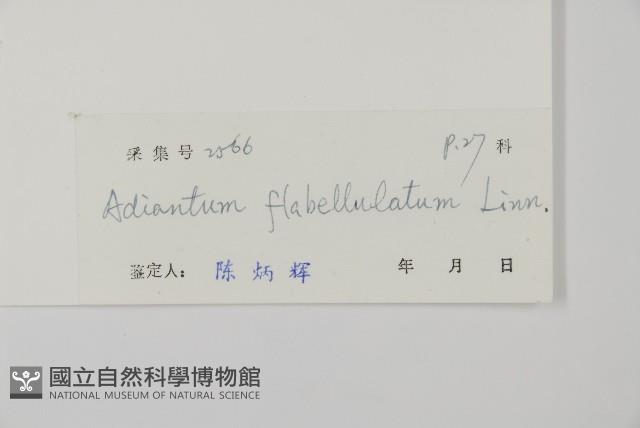 扇葉鐵線蕨藏品圖，第2張