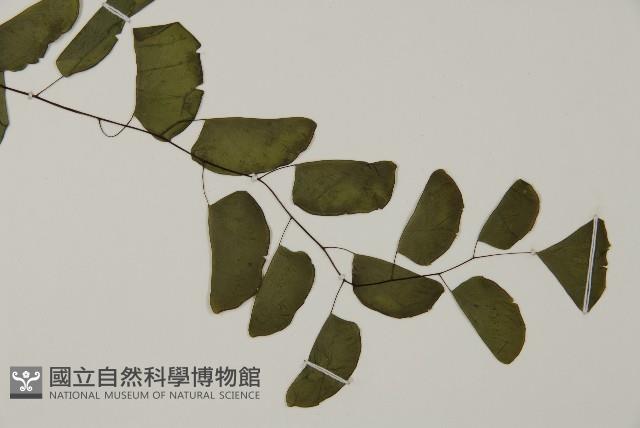 半月形鐵線蕨藏品圖，第3張