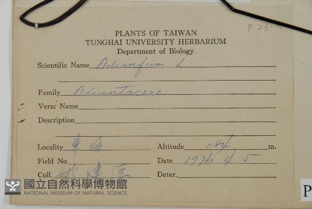 扇葉鐵線蕨藏品圖，第2張