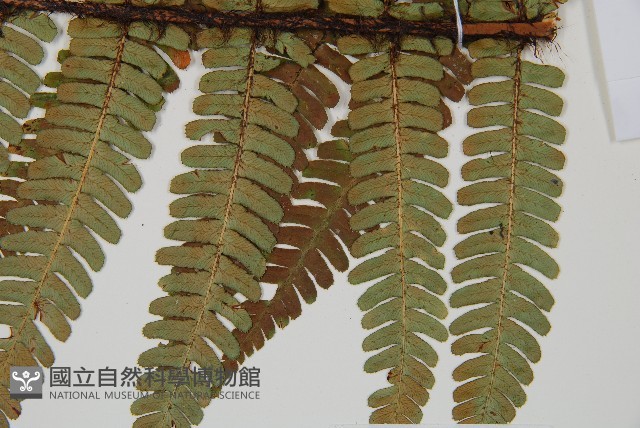 登錄號:P010772藏品圖，第3張