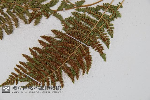 三角葉假冷蕨藏品圖，第6張