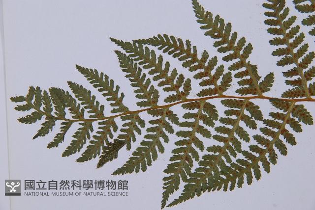 登錄號:P003772藏品圖，第3張