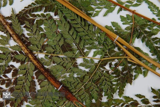 臺灣兩面複葉耳蕨藏品圖，第3張