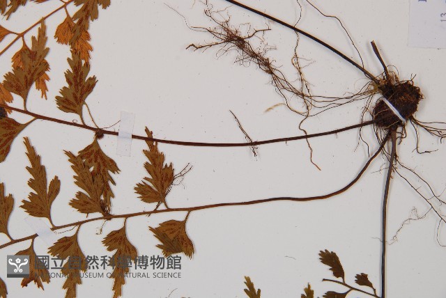 吉永鐵角蕨、斜葉鐵角蕨藏品圖，第3張