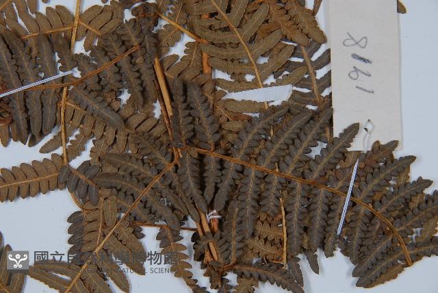 密毛蕨、巒大蕨藏品圖，第3張