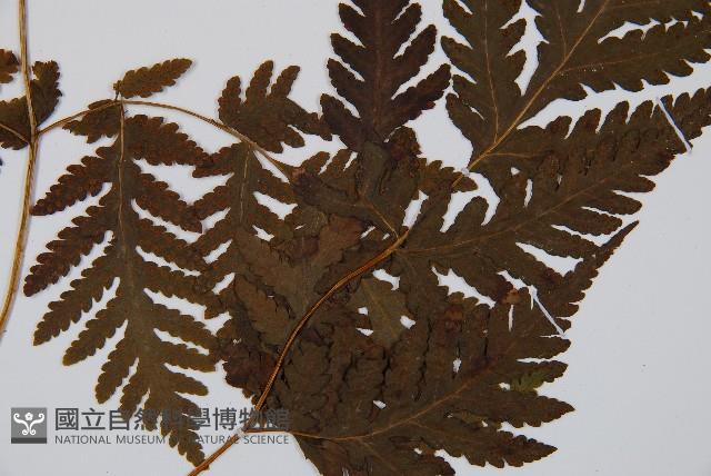 毛葉軸脈蕨藏品圖，第3張