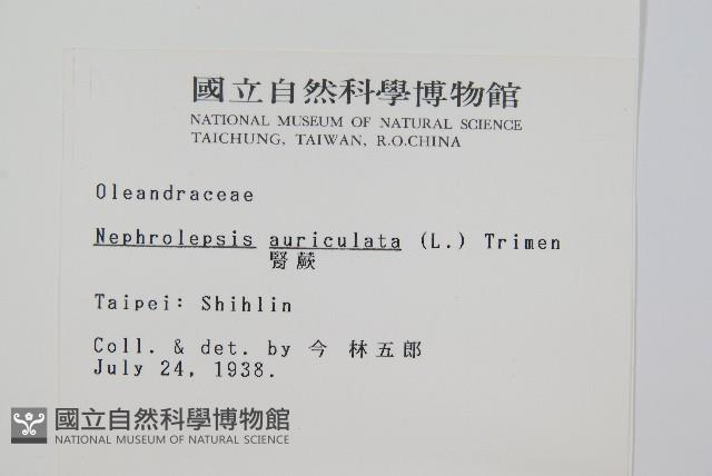 腎蕨藏品圖，第2張