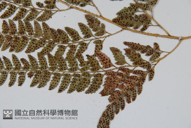 細葉複葉耳蕨藏品圖，第3張