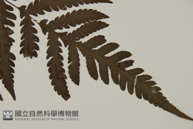 薄葉擬肋毛蕨藏品圖，第3張