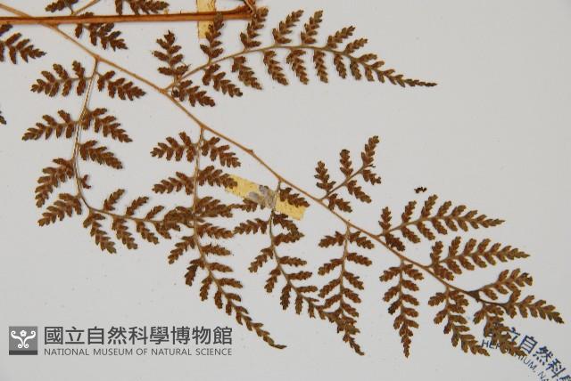 亞德氏蹄蓋蕨、假冷蕨藏品圖，第6張