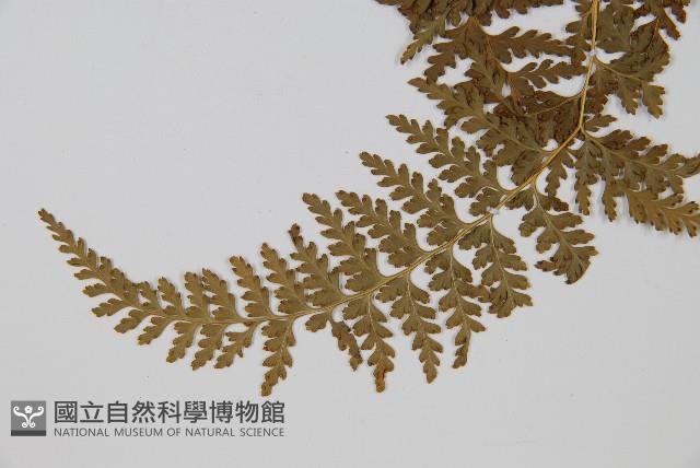 華南鱗蓋蕨藏品圖，第3張