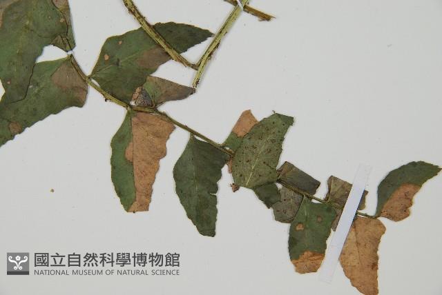 鐮羽貫眾藏品圖，第3張