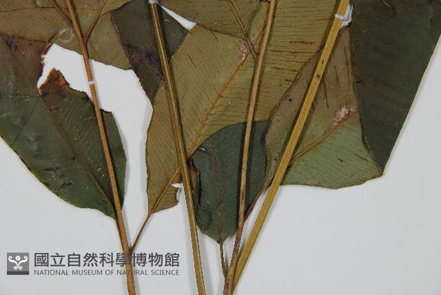 細柄雙蓋蕨藏品圖，第3張