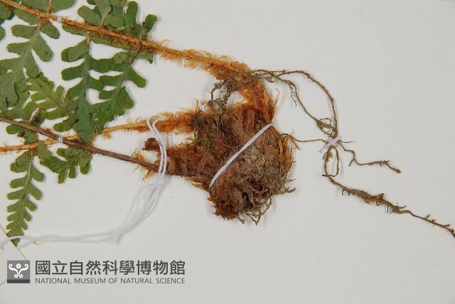 擬岩蕨藏品圖，第3張