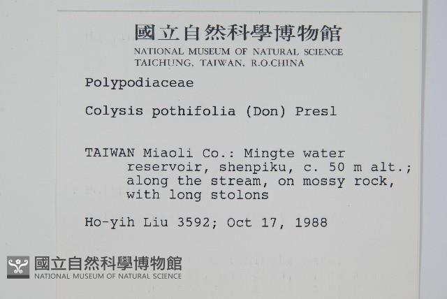 大線蕨藏品圖，第2張