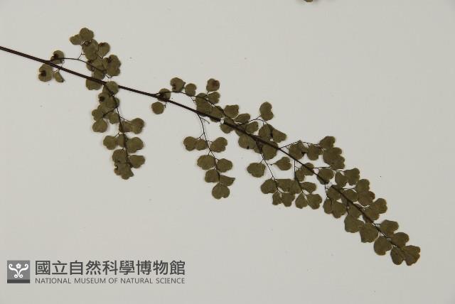 隴南鐵線蕨藏品圖，第5張