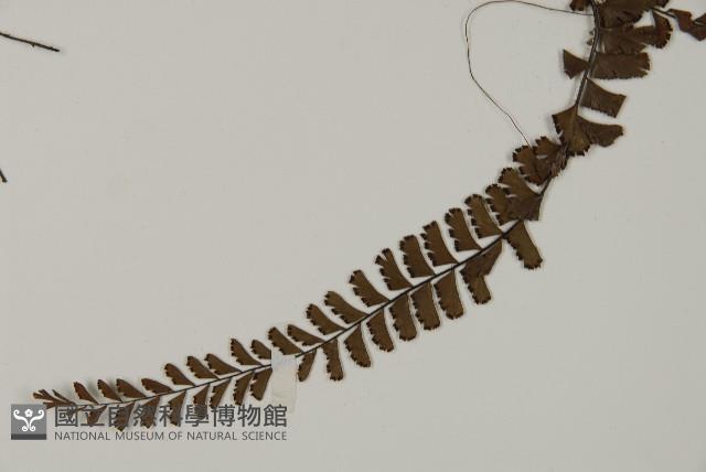 鞭葉鐵線蕨藏品圖，第3張
