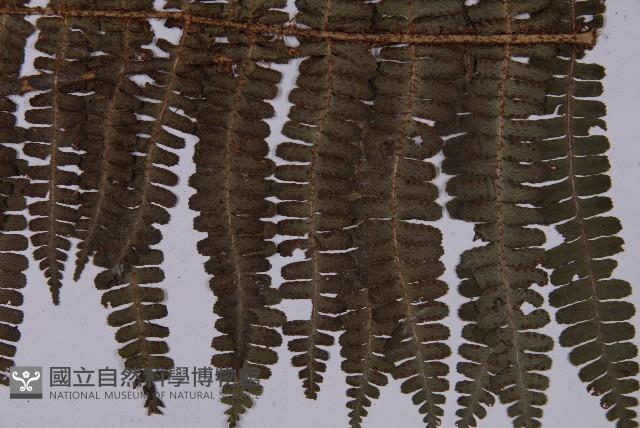 圓齒軸鱗蕨藏品圖，第3張