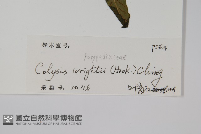 萊氏線蕨藏品圖，第2張