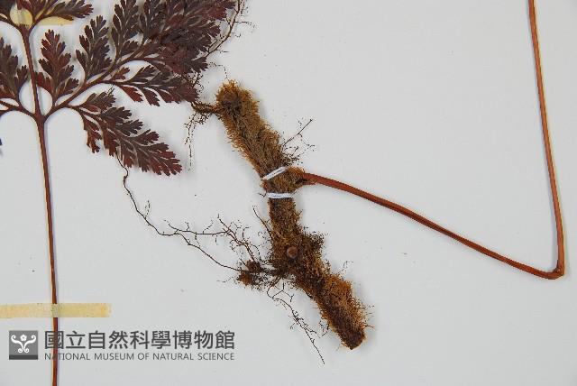 海州骨碎補藏品圖，第3張