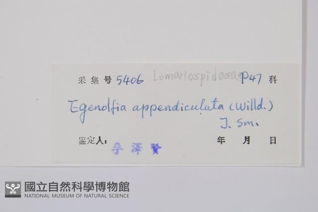 刺蕨藏品圖，第2張