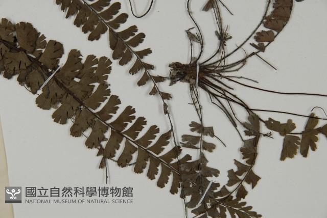 鞭葉鐵線蕨藏品圖，第3張