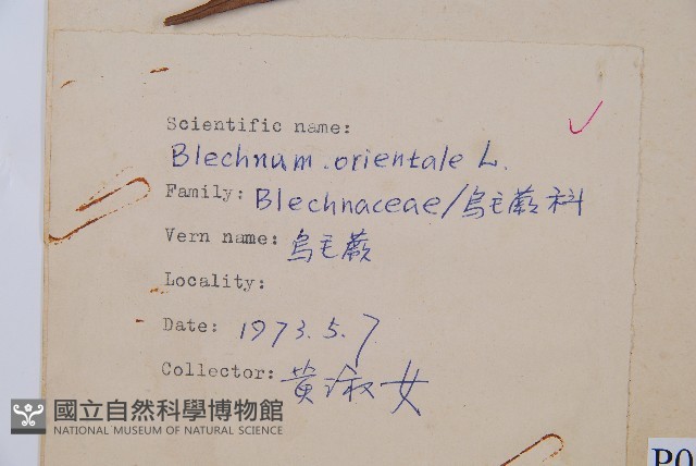 烏毛蕨藏品圖，第2張