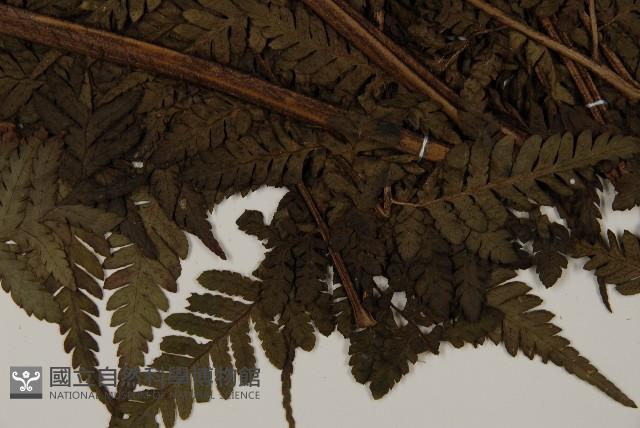 肋毛蕨藏品圖，第3張