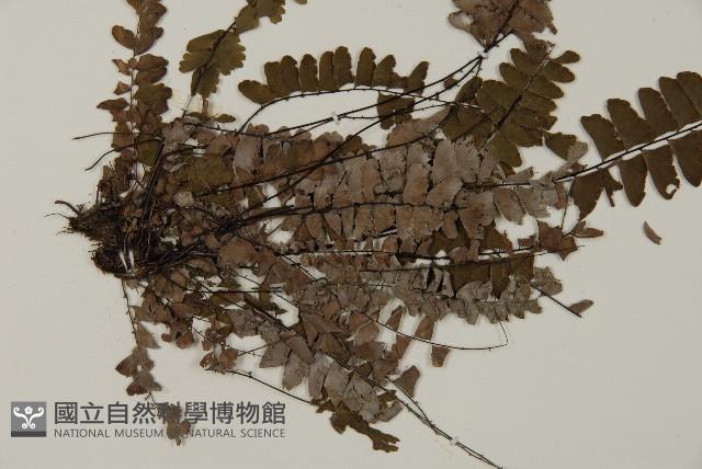 愛氏鐵線蕨藏品圖，第3張