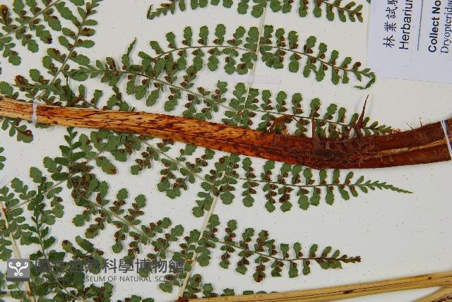魚鱗蕨藏品圖，第6張
