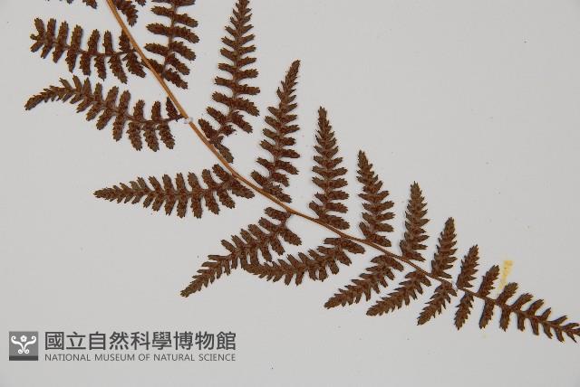 逆葉蹄蓋蕨、逆羽蹄蓋蕨藏品圖，第3張