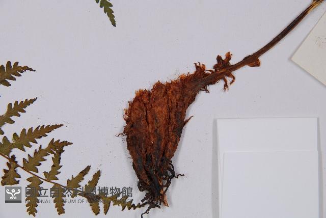 Accession Number:P003872 Collection Image, Figure 3, Total 5 Figures