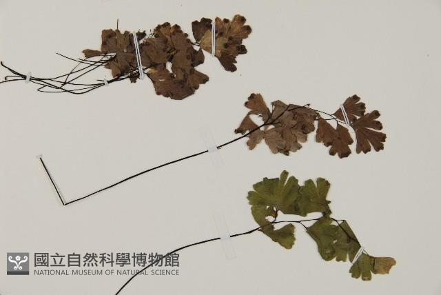鐵線蕨藏品圖，第3張