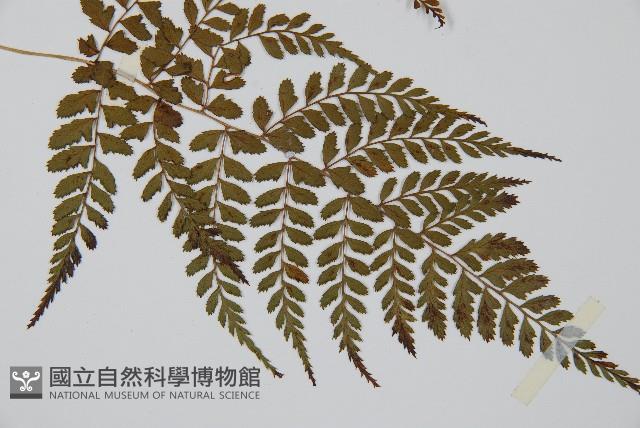 姬蹄蓋蕨藏品圖，第3張