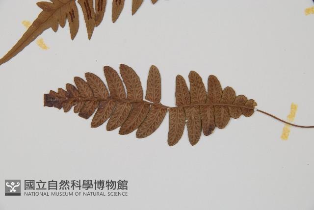 雉尾烏毛蕨藏品圖，第3張