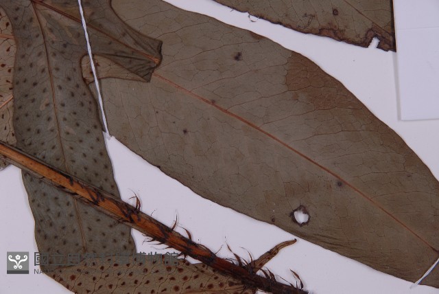 翅柄三叉蕨藏品圖，第3張