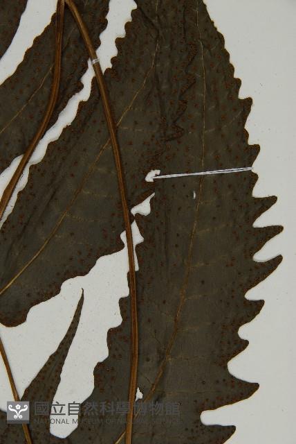 三叉蕨藏品圖，第3張