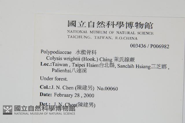 萊氏線蕨藏品圖，第2張